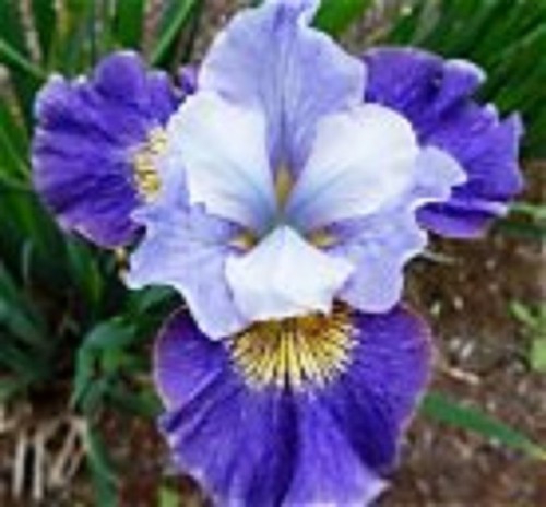 Siberian iris magnetism - siberian,