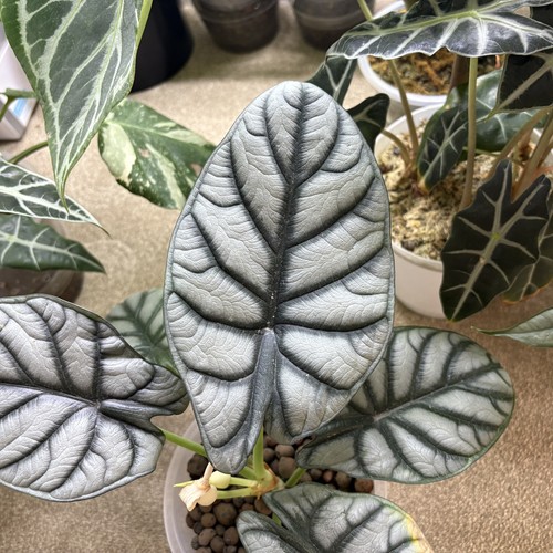 Alocasia silver dragon scale - alocasia,