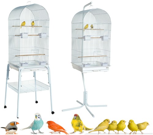 Rainforest caracus large white - caracus,