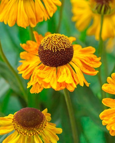 Helenium carmen hardy - helenium, 'carmen'
