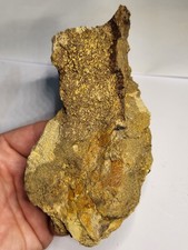 **6 INCH TRICERATOPS SKULL