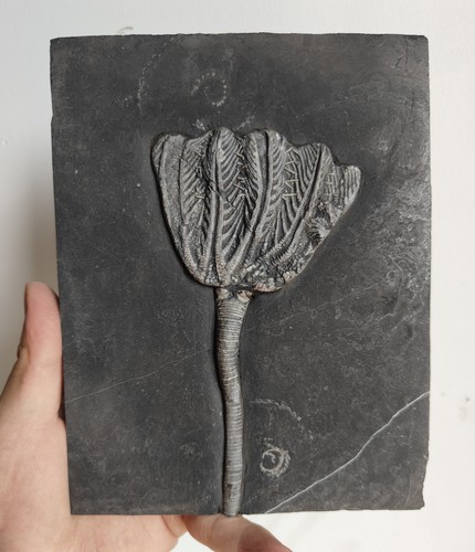 Authentic crinoid - crinoid, (sea