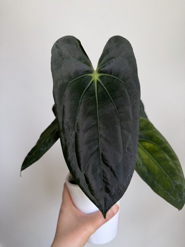 Anthurium x - anthurium,