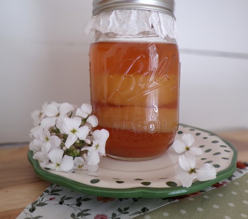 Kombucha scoby 2 cup - kombucha, 1/2