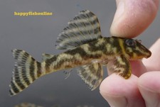 BREEDING PAIR OF L199