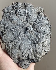 Natural Devonian prehistoric