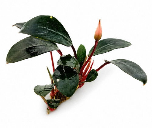 Bucephalandra species live - species,