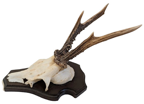 Vintage taxidermy deer antlers - vintage,