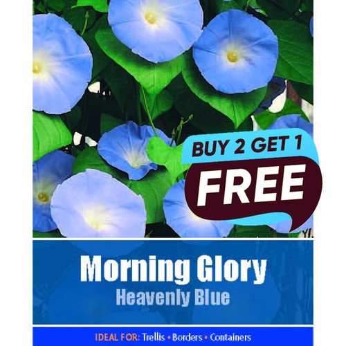 Morning glory heavenly blue - morning,