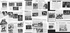 SALUKI DOG ORIGINAL BREED KENNEL ADVERTS CLIPPINGS PART PAGE CUTTINGS 1949-1969