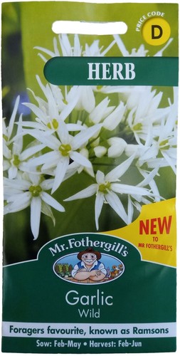 Wild garlic seeds - seeds, by