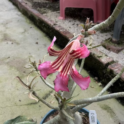 Adenium tanzania wysiwyg - sp.tanzania,