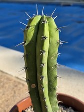 Polaskia chichipe large cactus - polaskia,