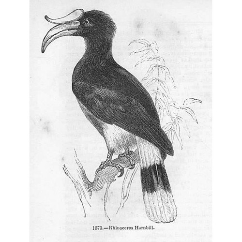 Birds rhinoceros hornbill - rhinoceros,