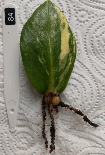 Zamioculcas zamiifolia - zamioculcas,