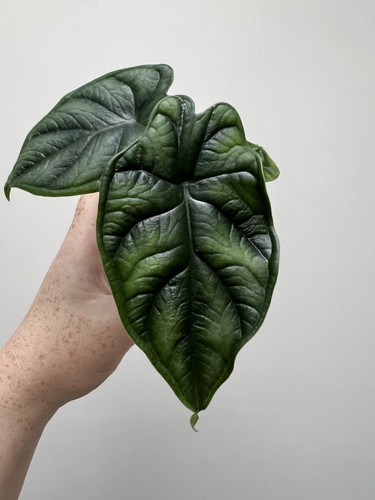 Alocasia dragon scale - 6cm, pot