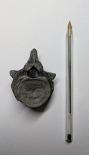 A Fantastic Plesiosaur Vertebra Fossil From Lyme Regis, Dorset.