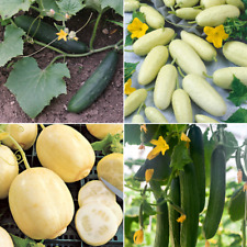 Cucumber Seeds - Huge Selection of Varieties