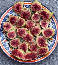 Smith Fig tree Cuttings x 2