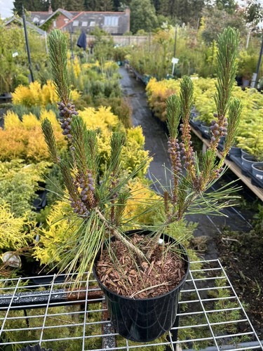 Japanese red pine alice - red,