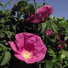 Ramanas rose - ramanas, (rosa