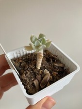 Echeveria Topsy Turvy, Live