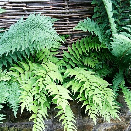 Fern plant mix 9cm - plant,