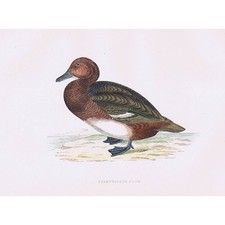 BIRDS Ferruginous Duck - Hand
