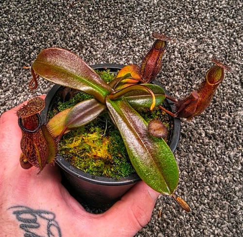 Nepenthes pitcher hamata - hamata, x