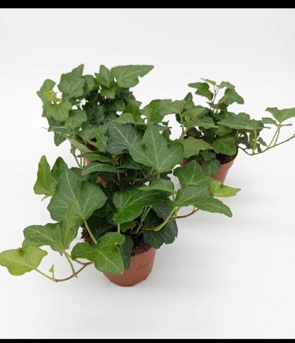 Hedera helix evergreen - 3, 'evergreen'