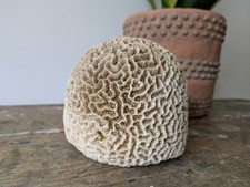 Large Vintage Natural Brain Coral Original White Rare Nautical Prop Sea Find Vgc