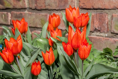 Red dwarf tulip praestans - tulip,
