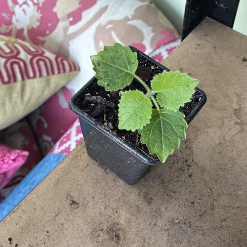 Paulownia tree plug small - in,