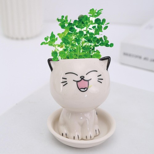Ceramic cat succulents flower - cat,