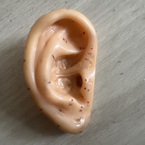 Human ear auricular model with - human,