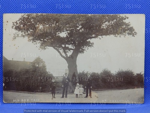 Old oak tree - oak, tree,