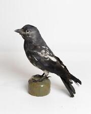 Taxidermy Jackdaw