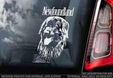 Newfoundland car window - -,