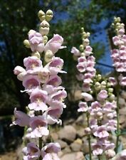 Scented Penstemon - Penstemon