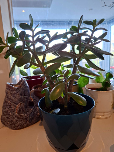 Jade plant crassula - plant, indoor