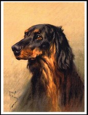 GORDON SETTER HEAD STUDY