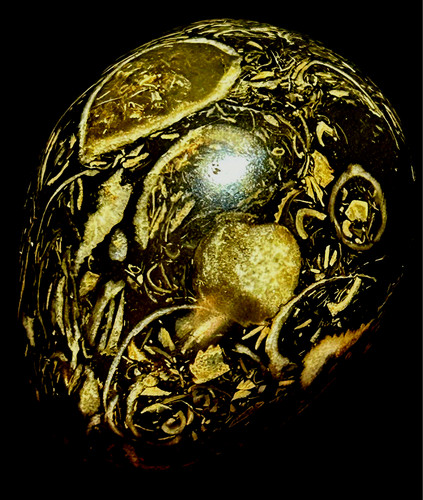 Large polished black fossil - black,