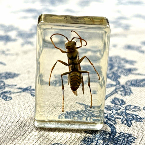 Real wasp insect - wasp,