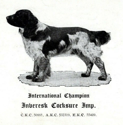 Springer spaniel dog - dog, vintage