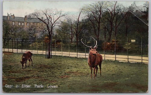 Govan deer elder - govan,