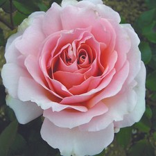 Harkness Roses - The Queen