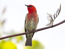 Vixen Spotting Scope GEOMA Ⅱ ED 82-S Set - Discontinued items