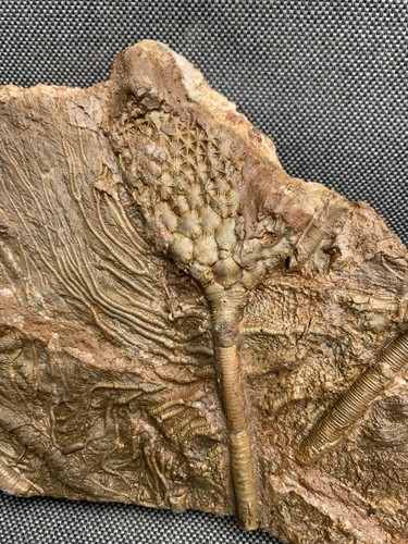 Detailed fossil crinoid - detailed,