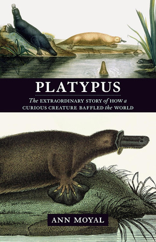 Platypus - platypus,