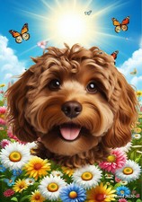 Cockapoo Chocolate Summer